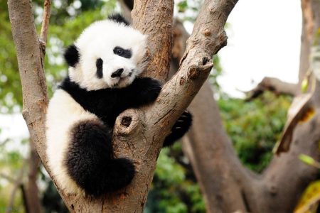 TRÙNG KHÁNH – LÝ TỬ BÁ – HỒNG NHAI ĐỘNG  LÃO QUÂN ĐỘNG